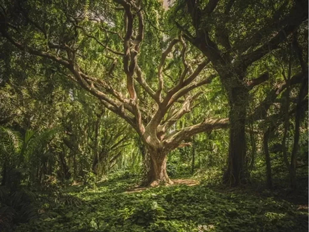 El árbol del sueño