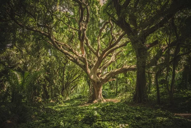 El árbol del sueño